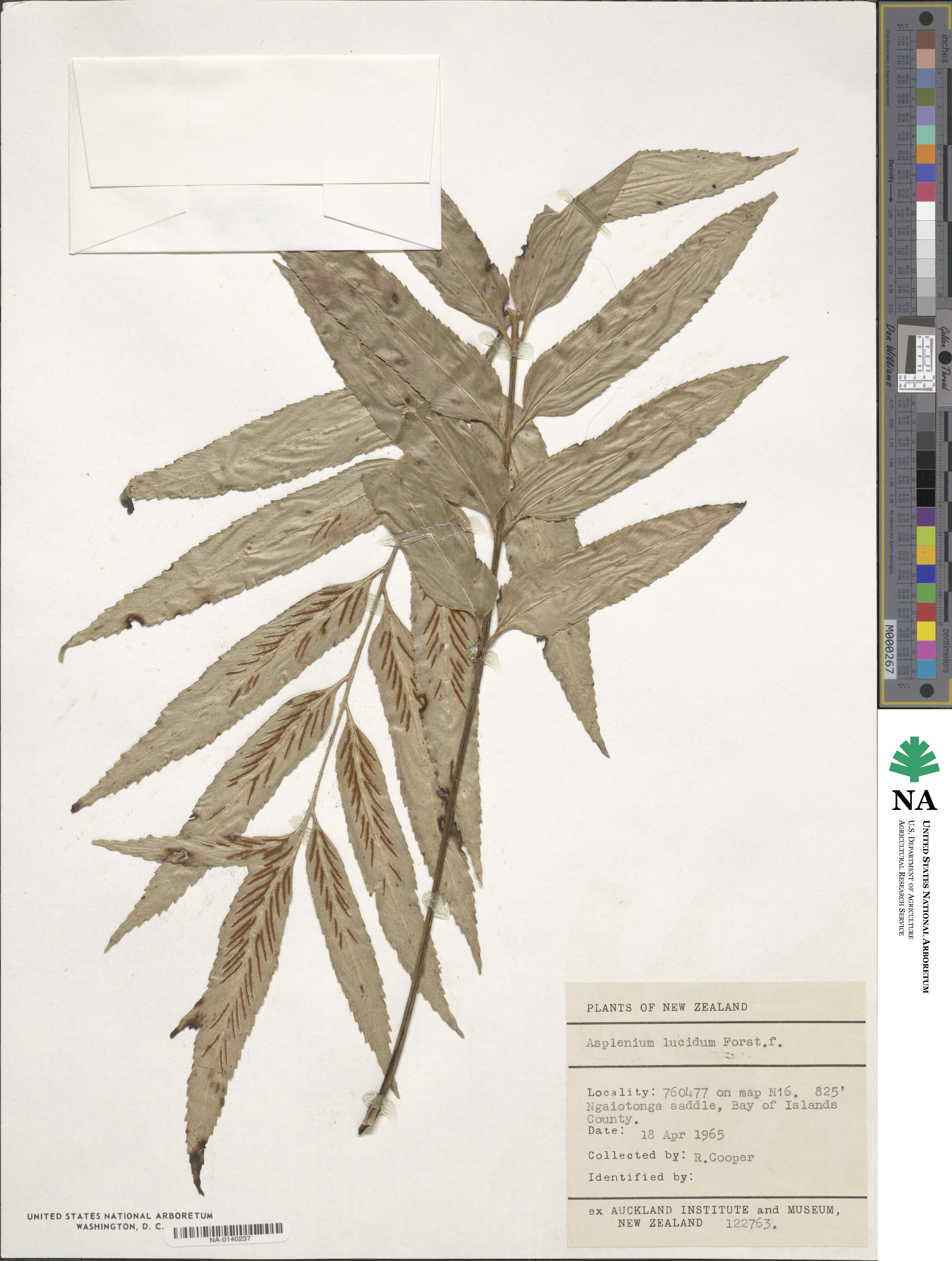 Asplenium lucidum image