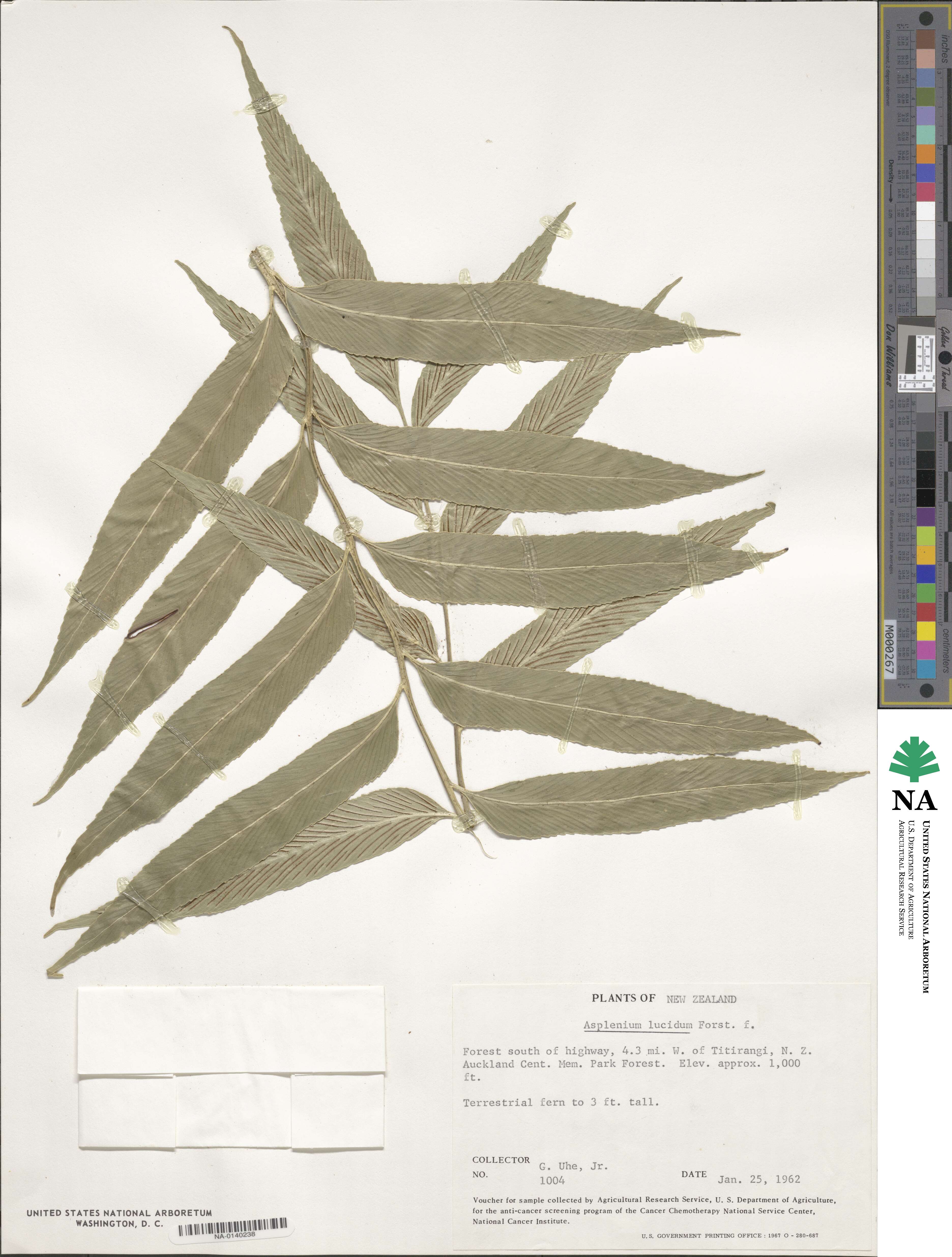 Asplenium lucidum image