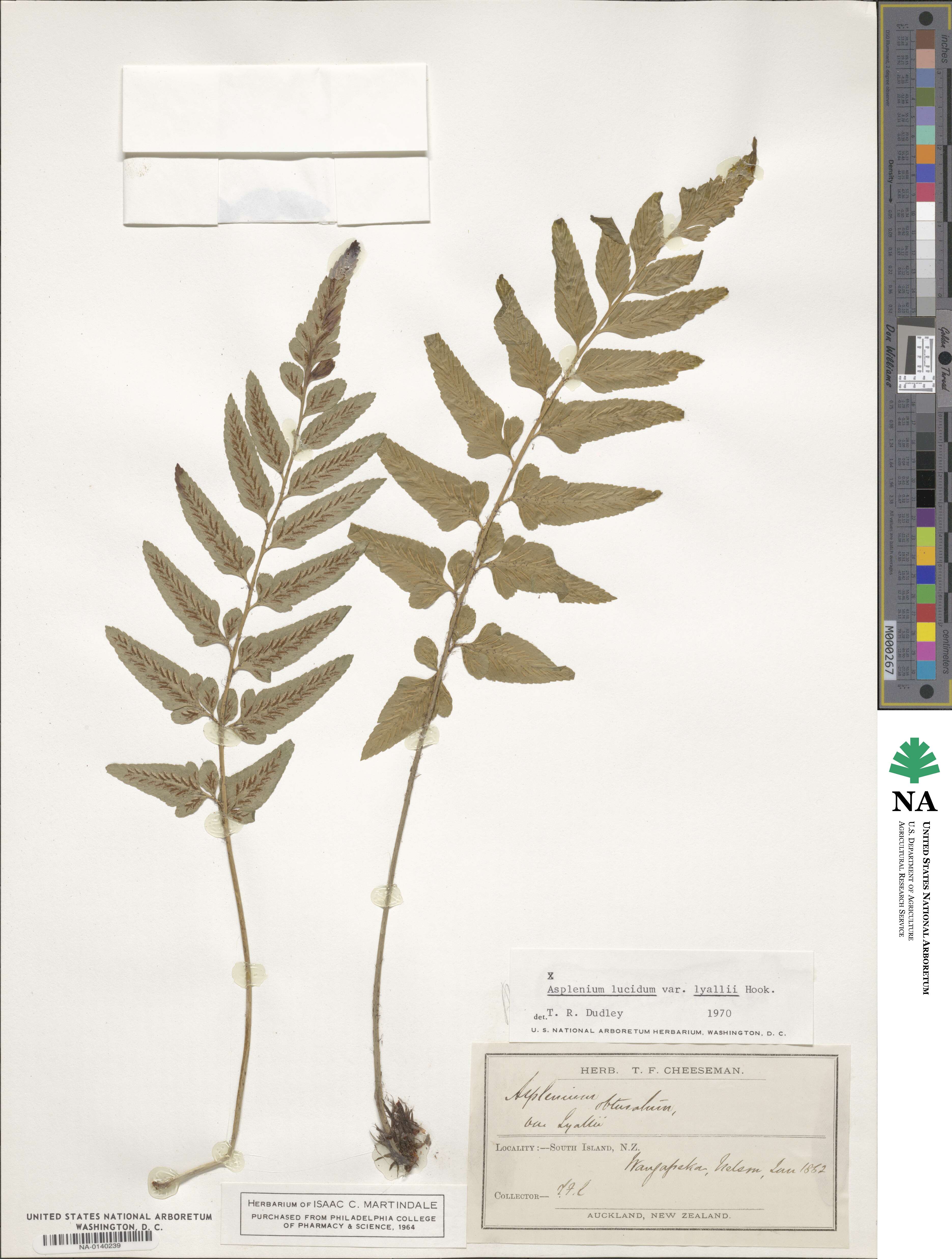 Asplenium lyallii image