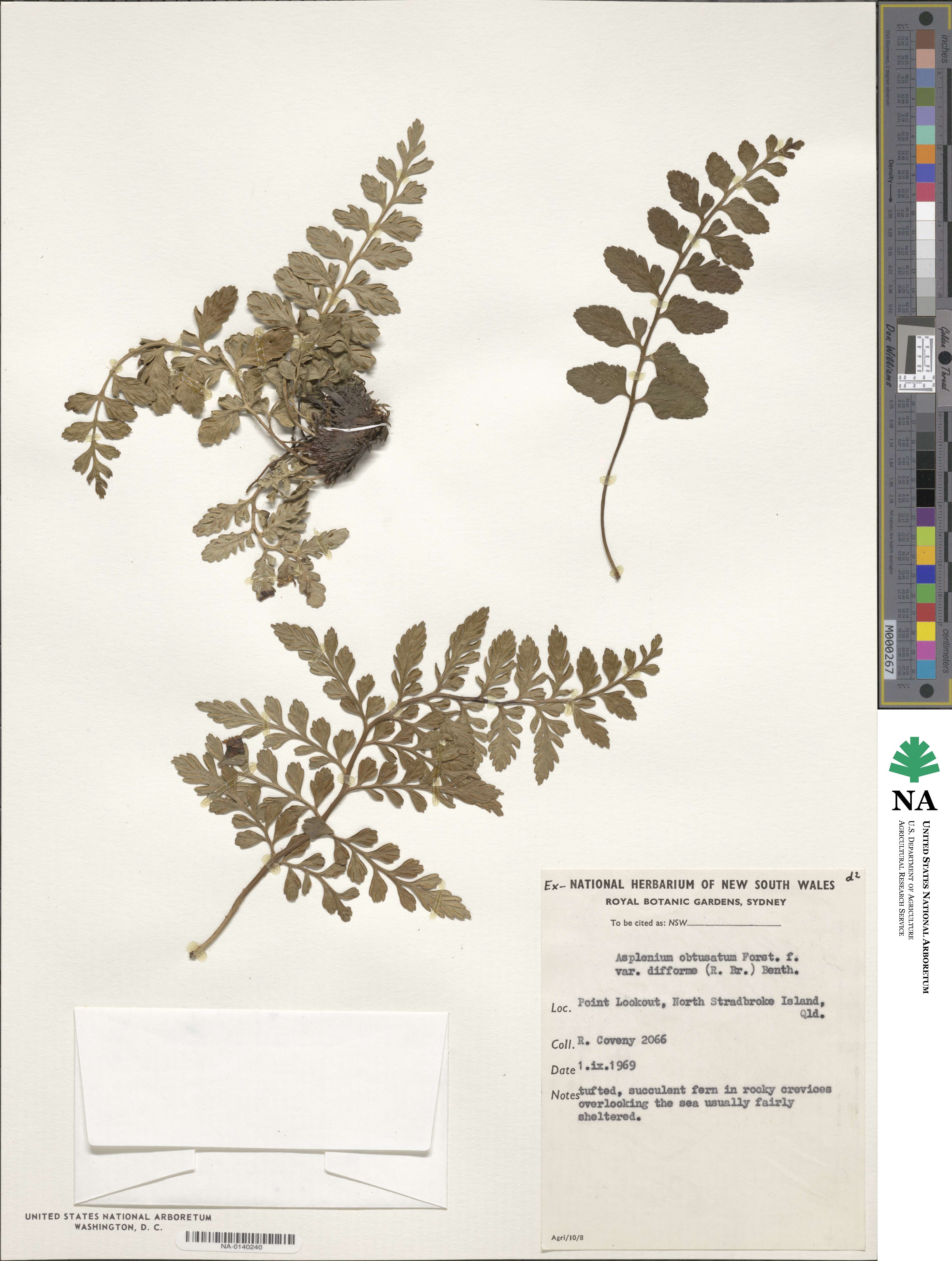 Asplenium obtusatum var. difforme image