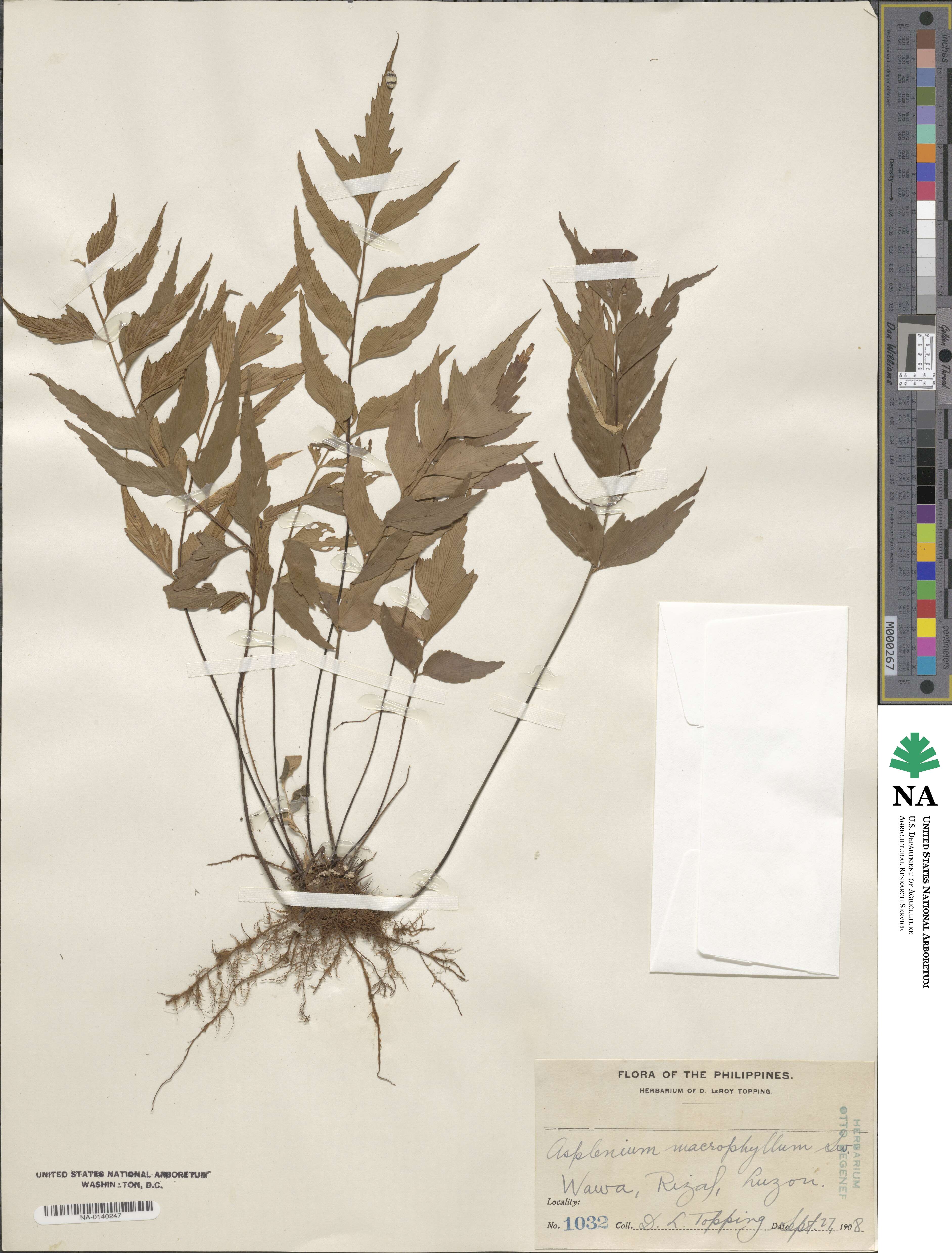 Asplenium macrophyllum image