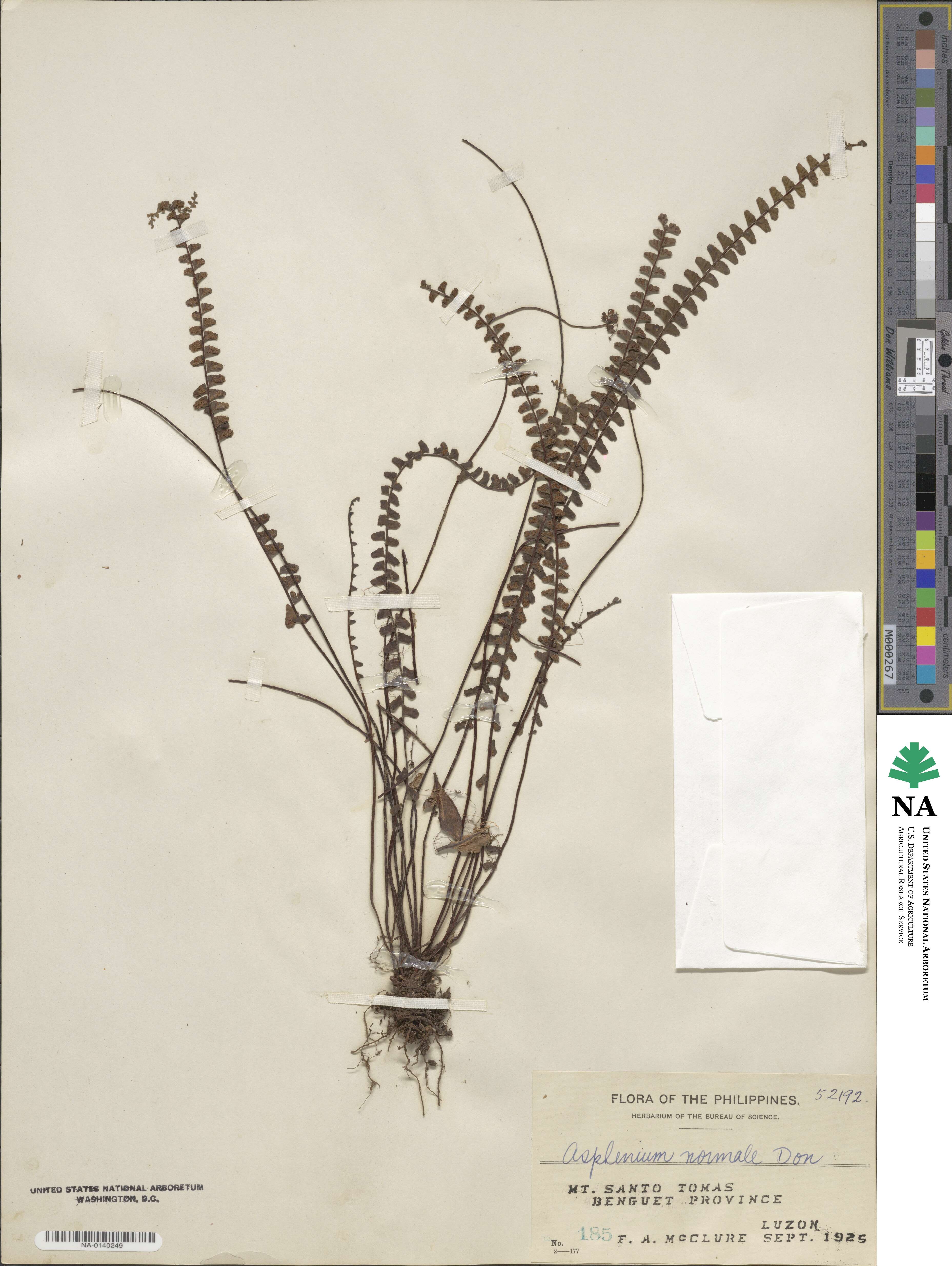 Asplenium normale image