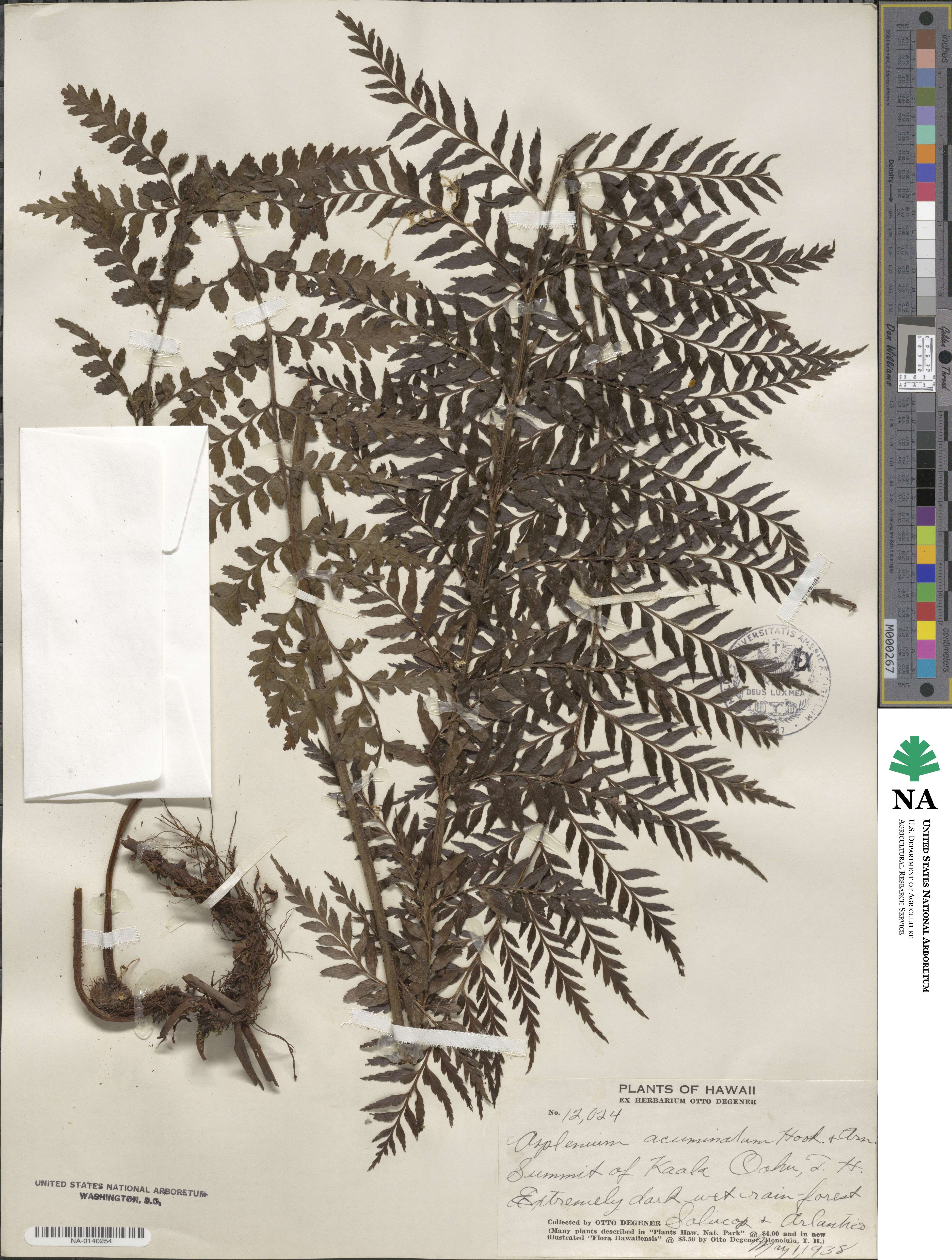 Asplenium acuminatum image