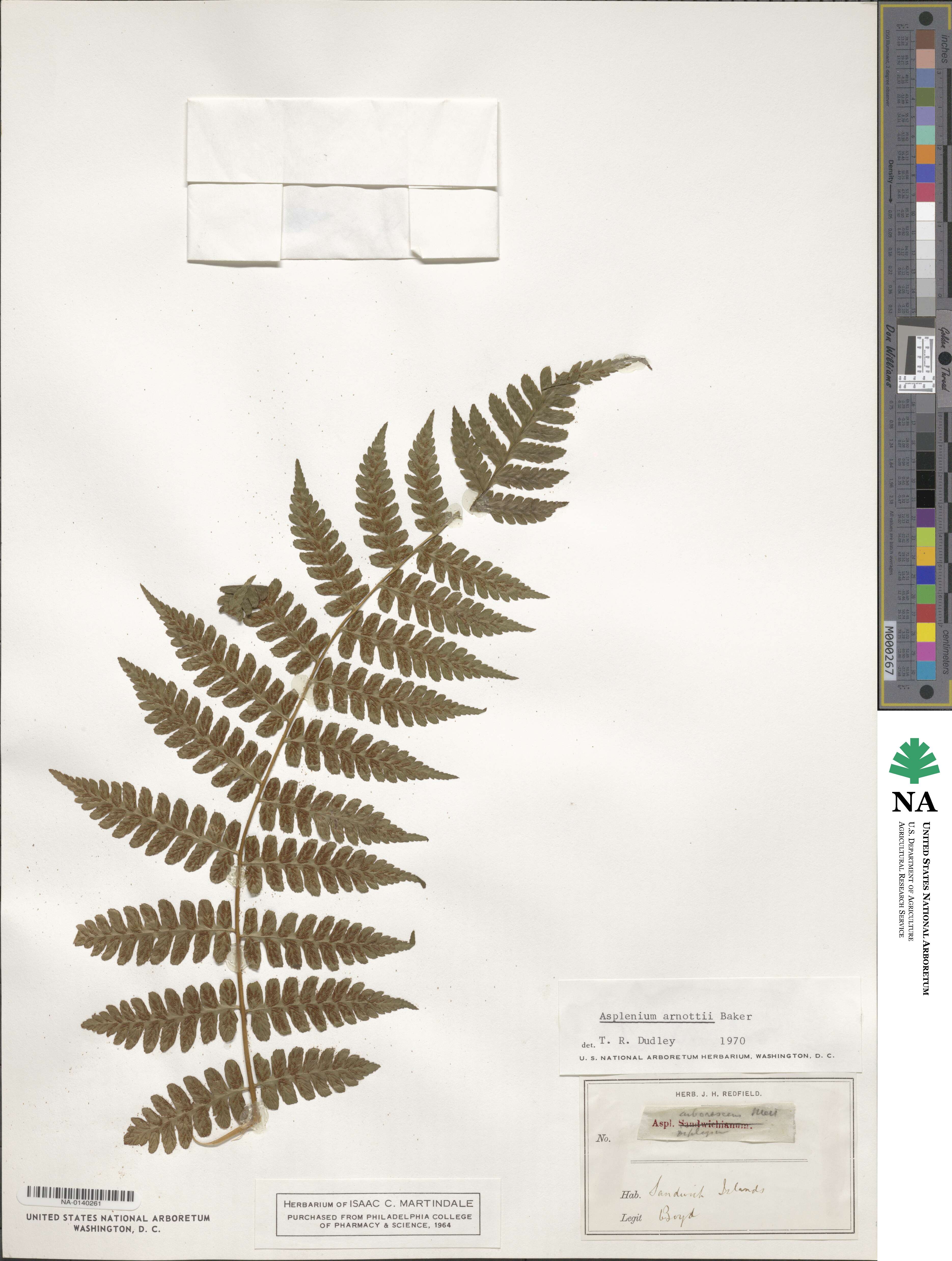 Diplazium arnottii image