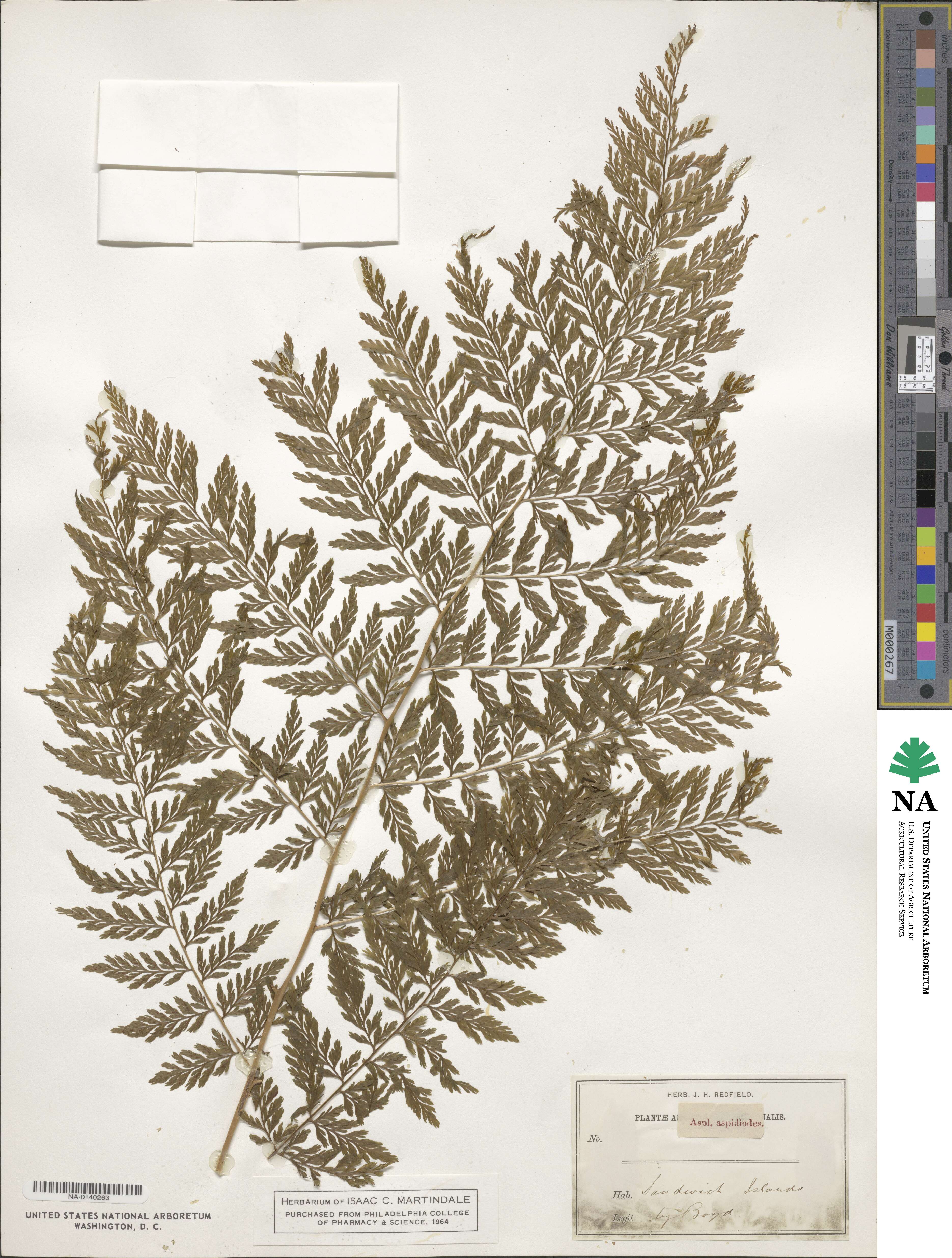 Asplenium aspidioides image