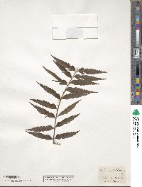 Asplenium contiguum image