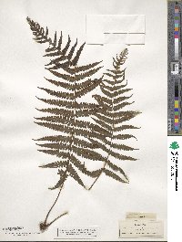 Deparia prolifera image