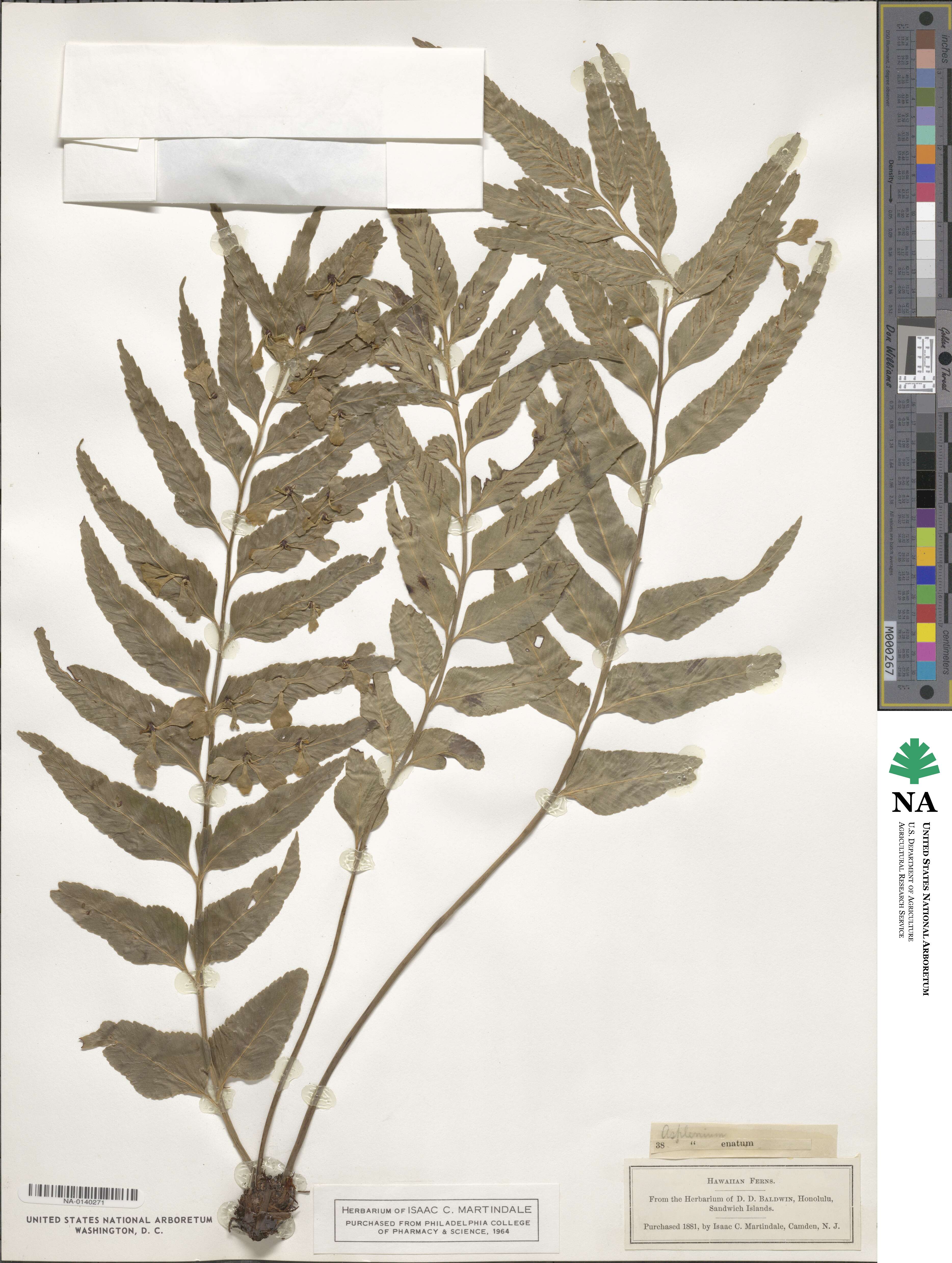 Asplenium kaulfussii image