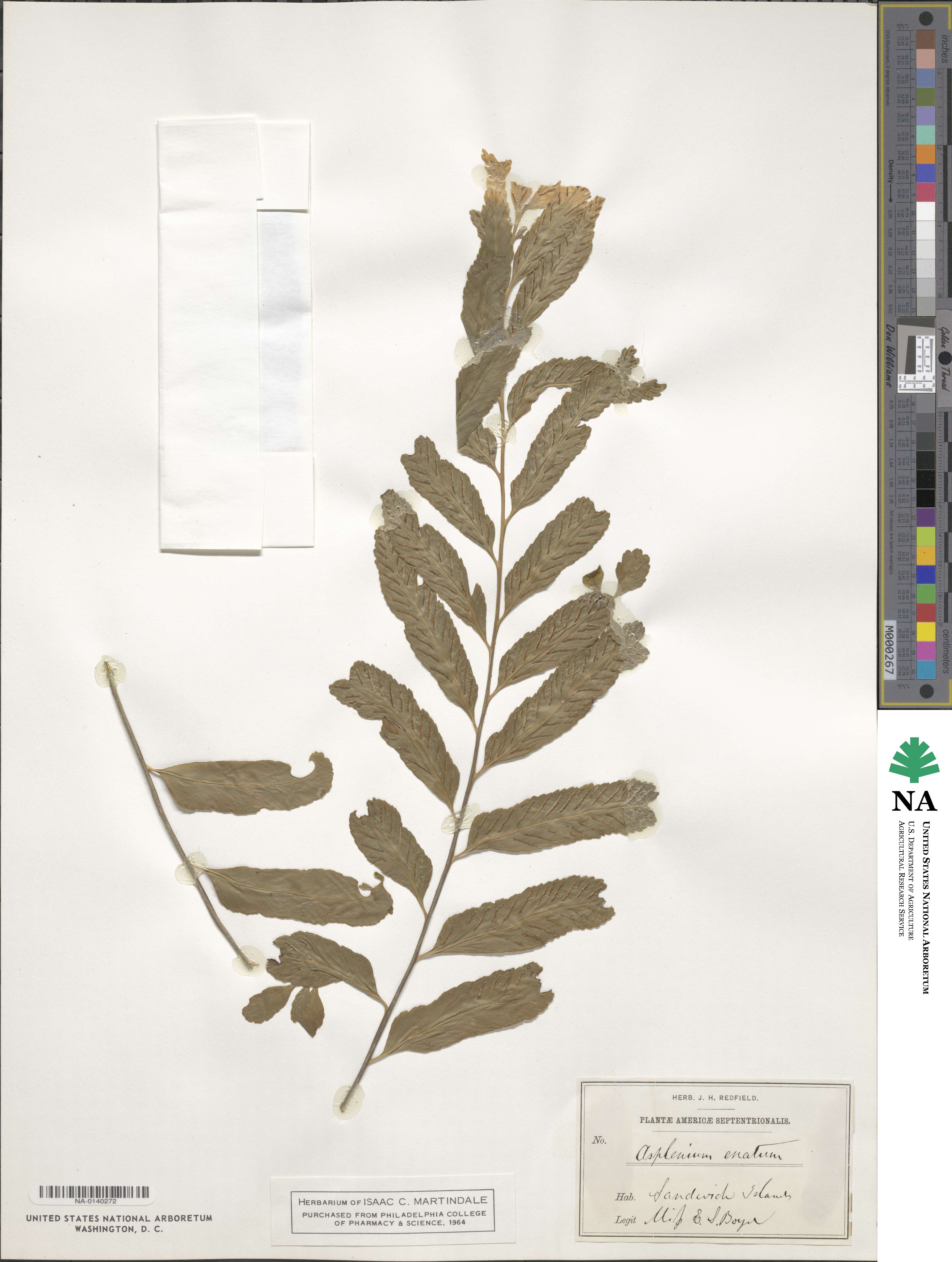 Asplenium kaulfussii image