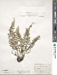 Asplenium erectum image