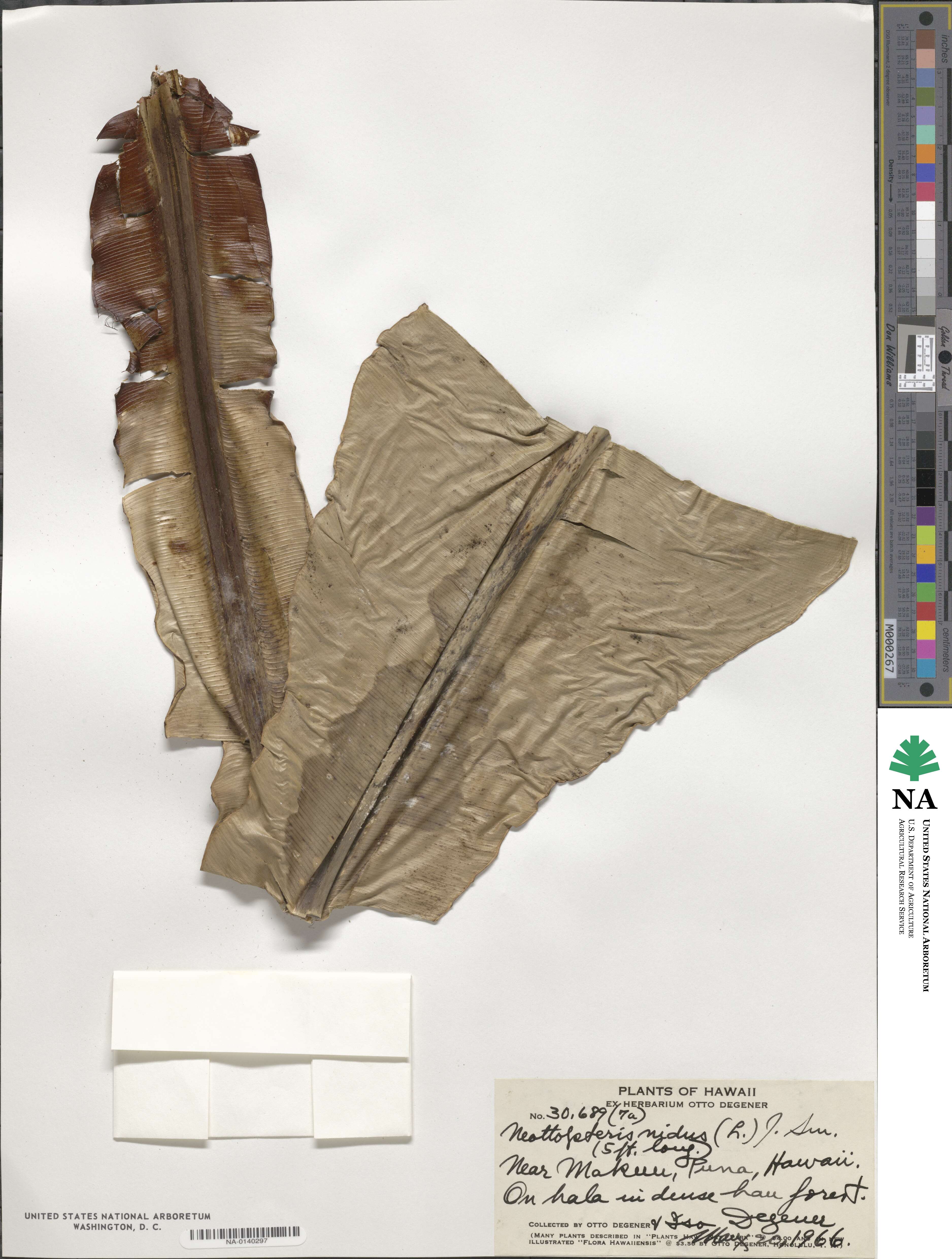 Asplenium nidus image