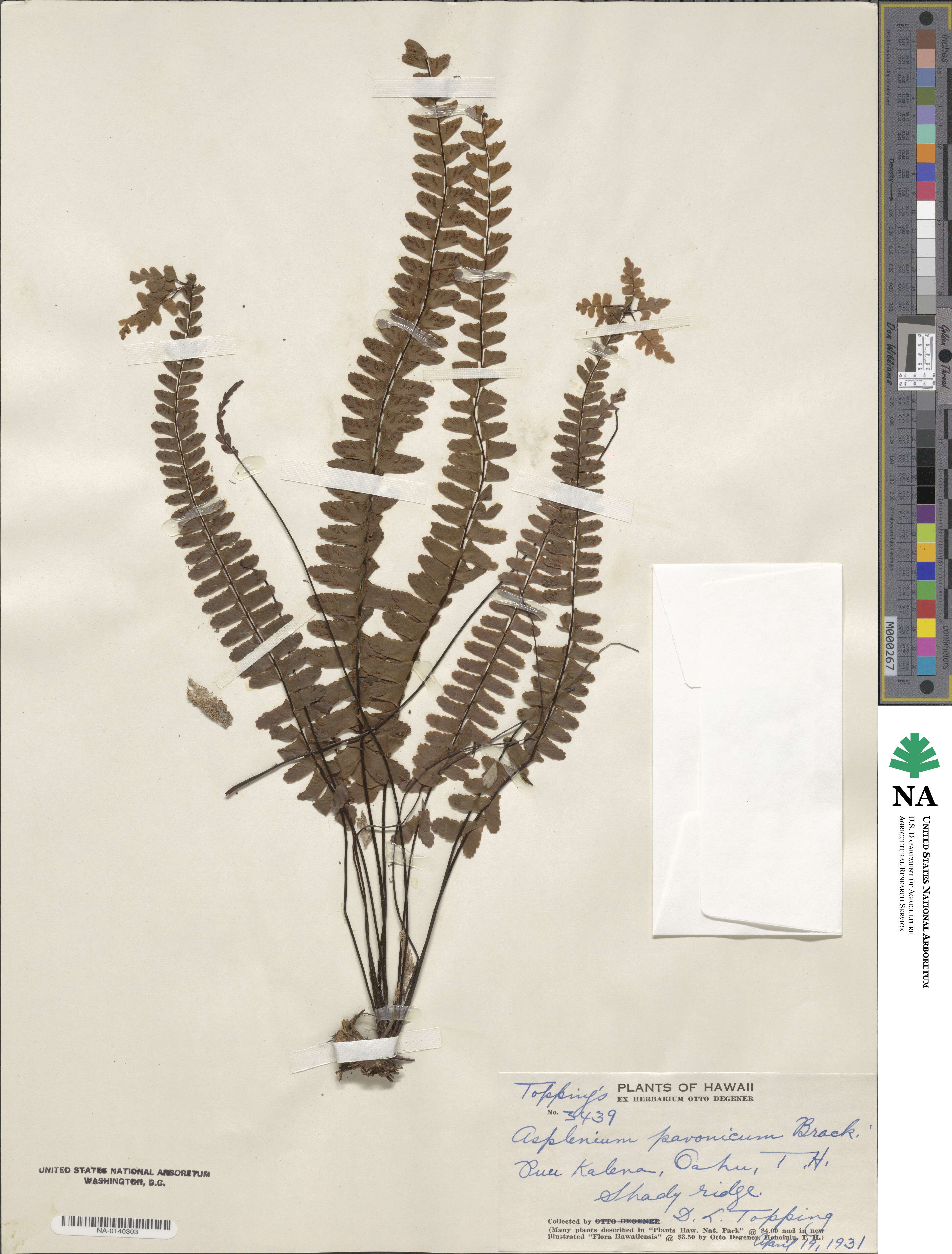 Asplenium normale image