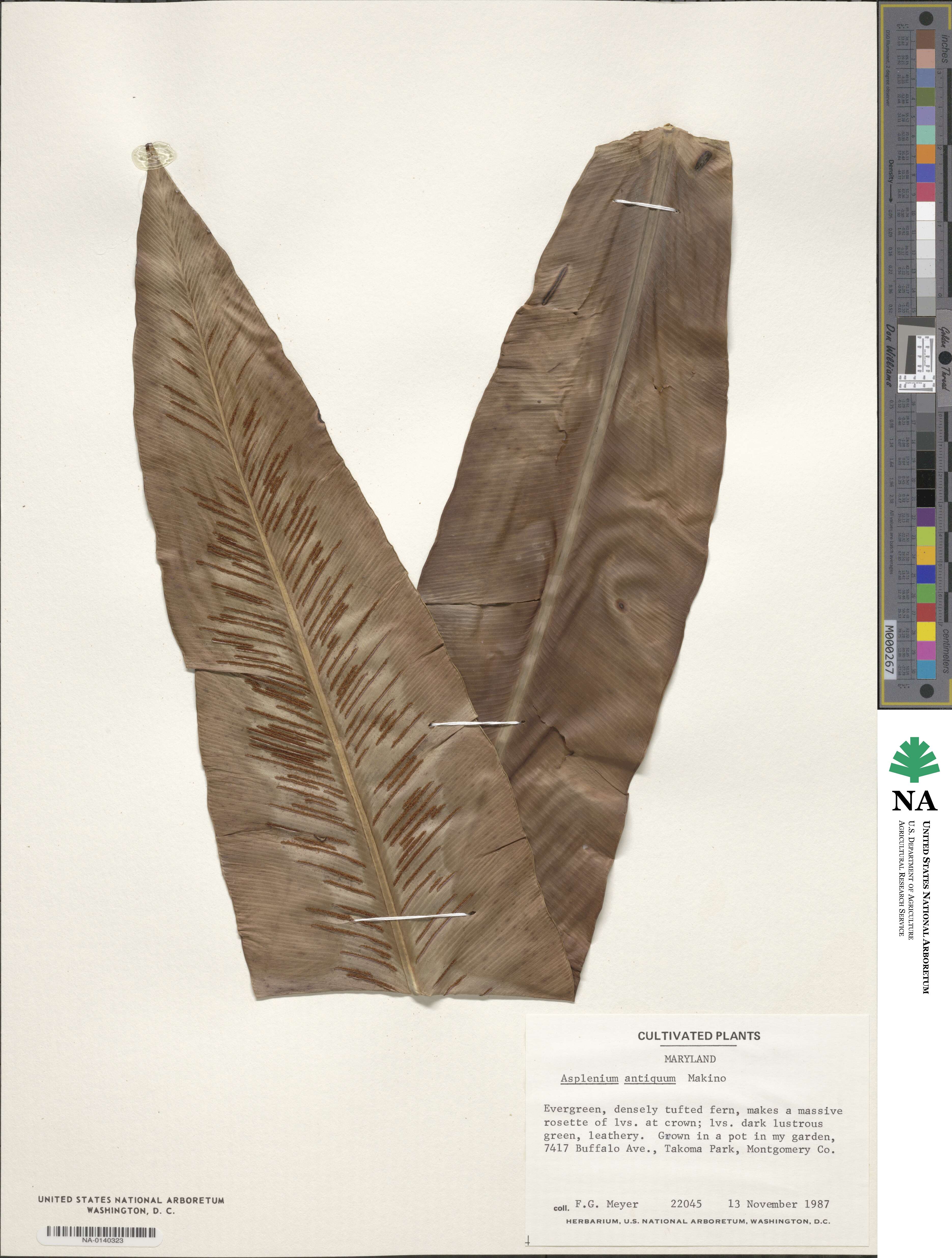 Asplenium antiquum image