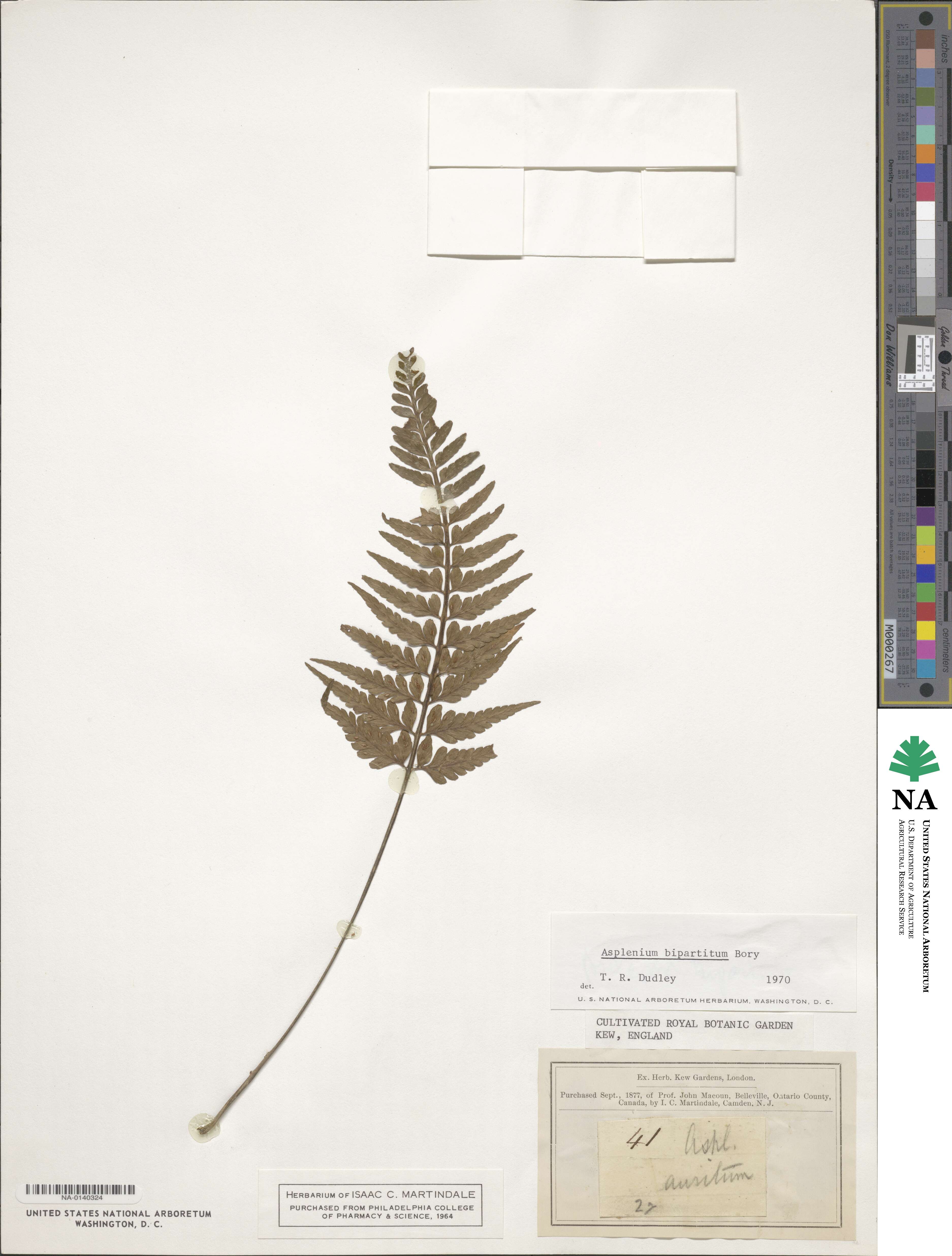 Asplenium bipartitum image