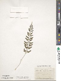Asplenium bipartitum image