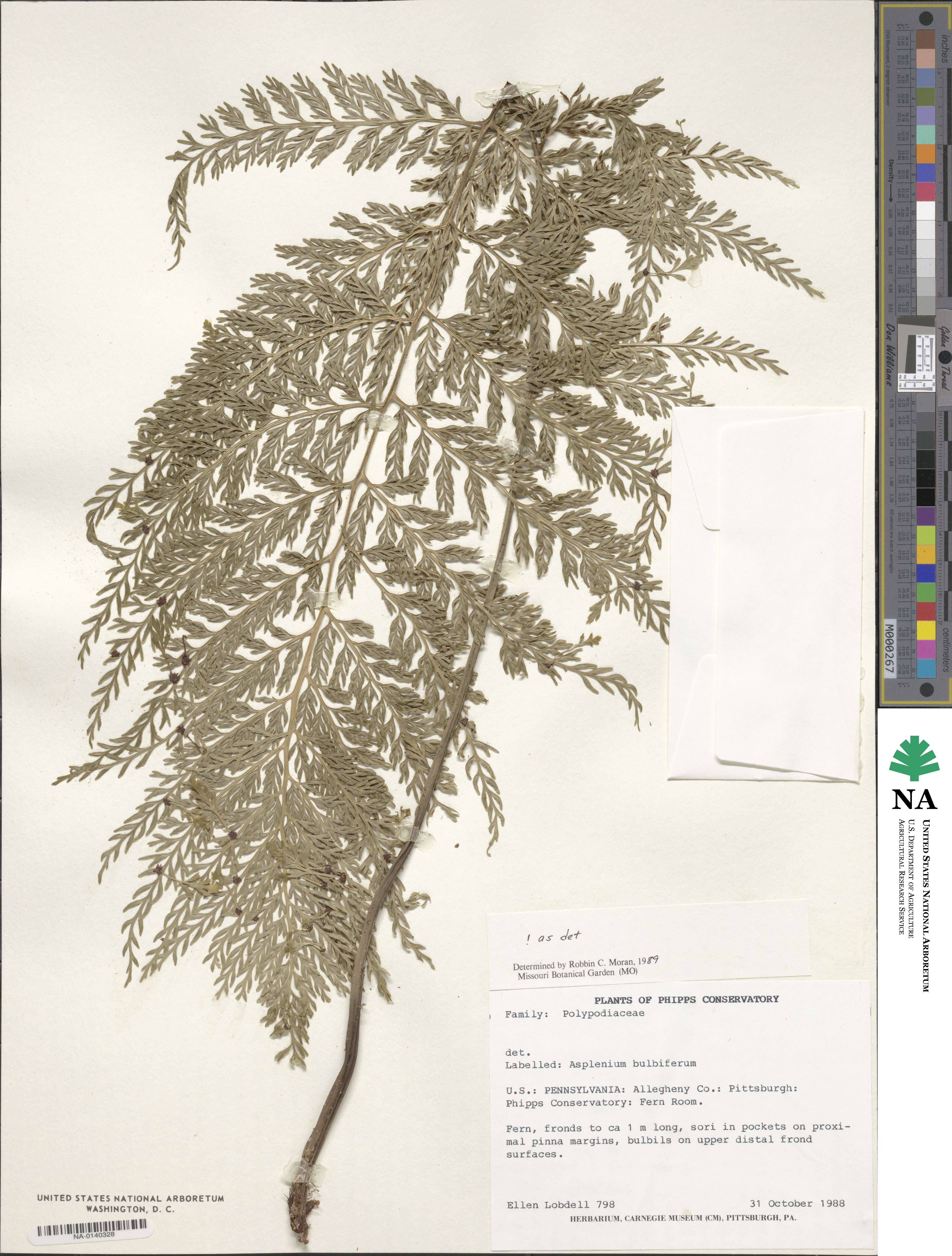 Asplenium bulbiferum image