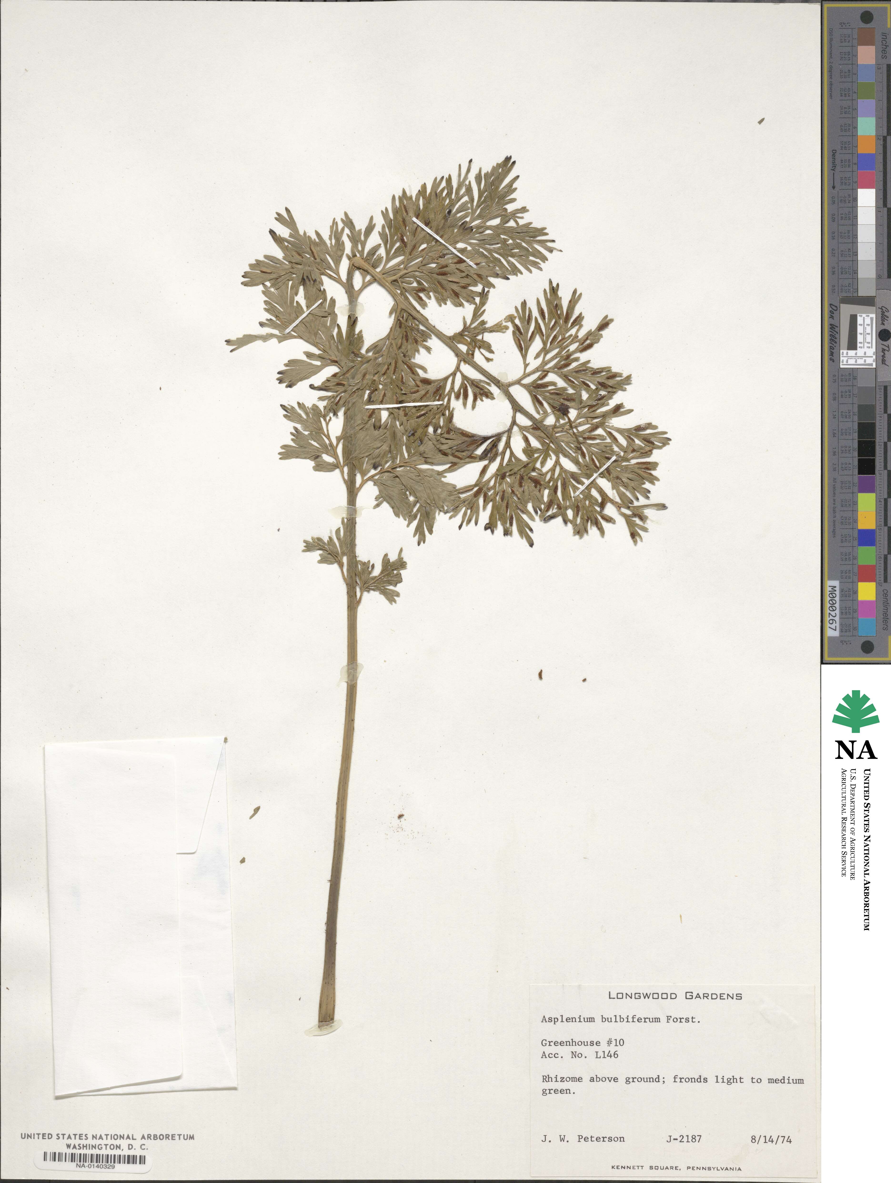 Asplenium bulbiferum image
