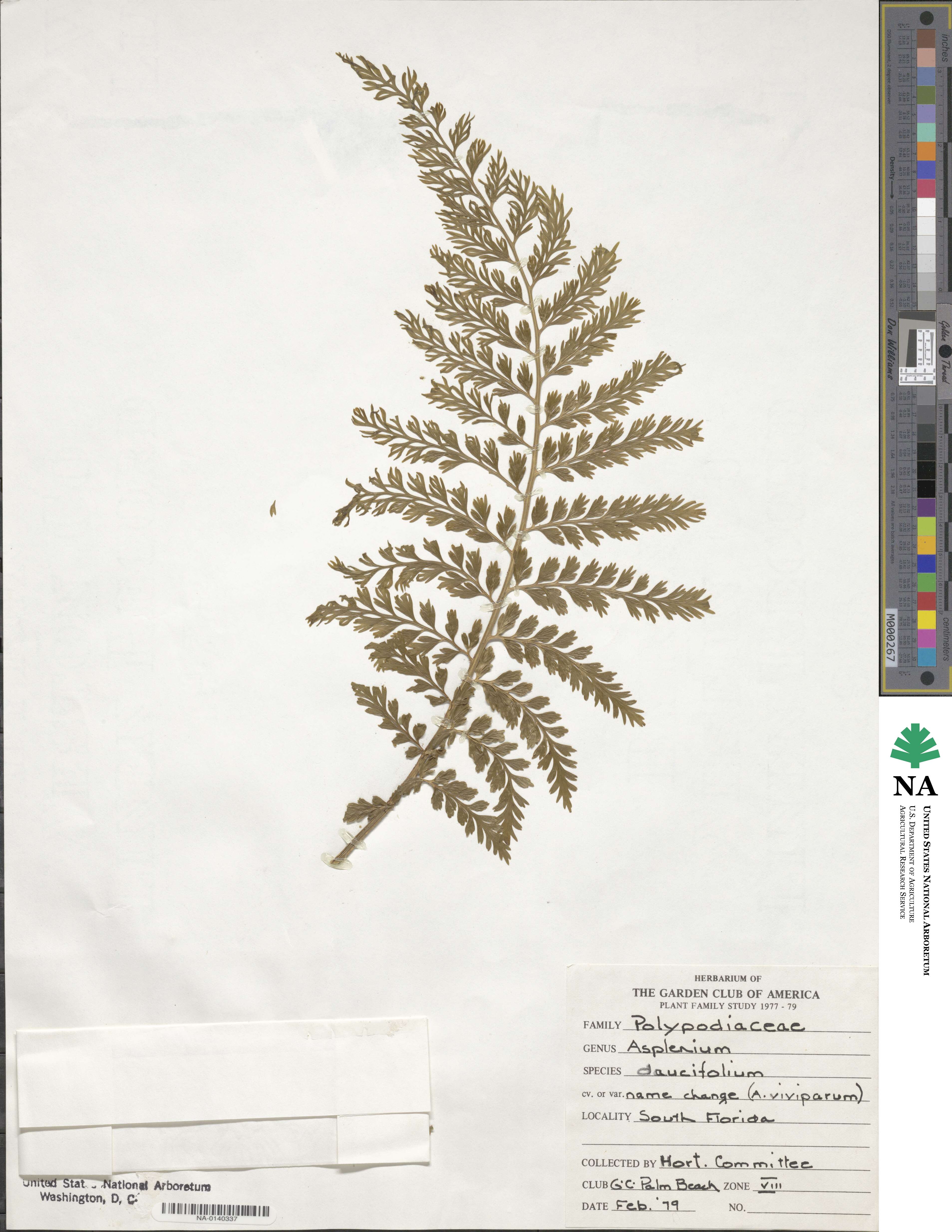 Asplenium daucifolium image