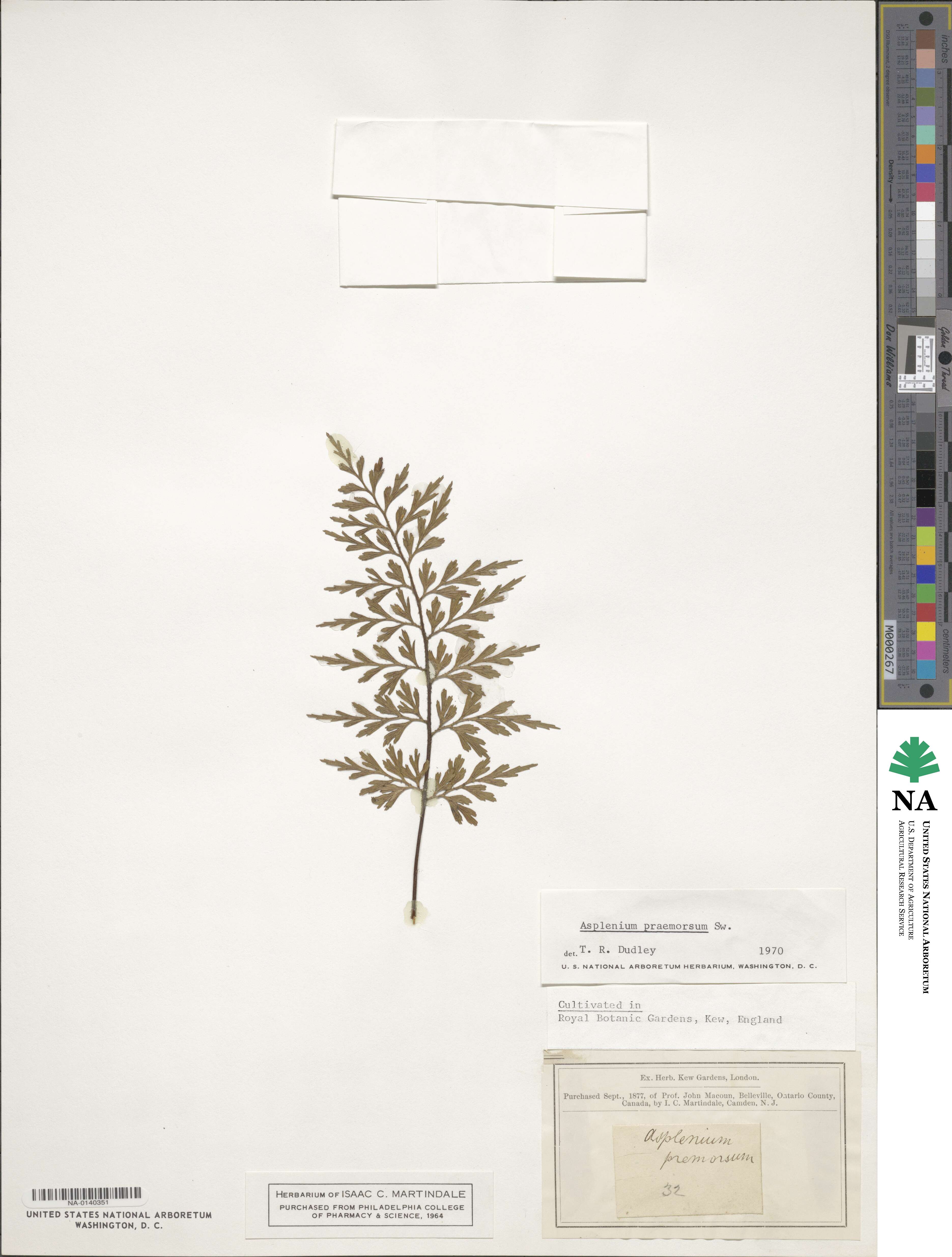 Asplenium praemorsum image