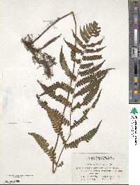 Image of Deparia petersenii