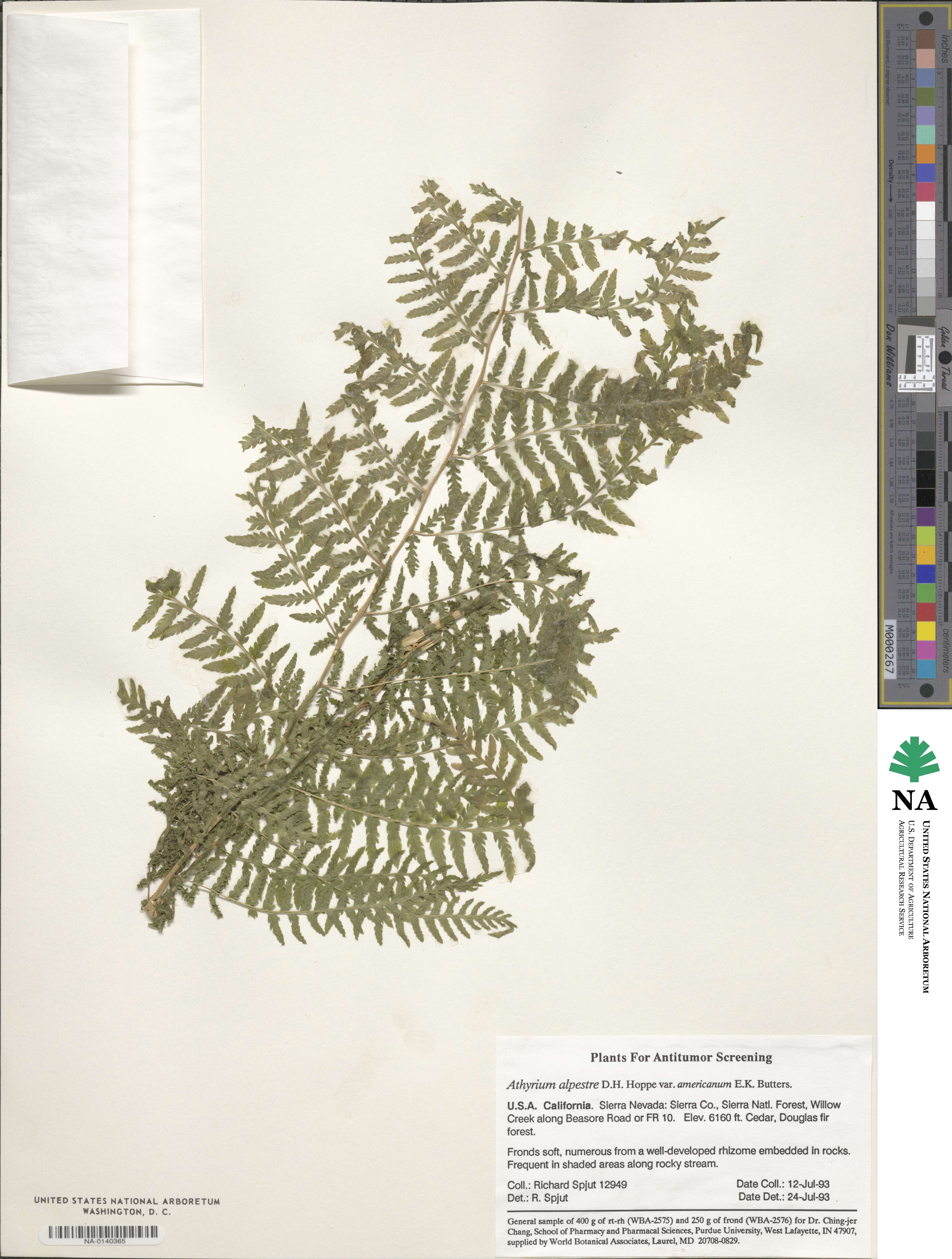 Athyrium alpestre image