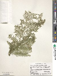 Athyrium alpestre image