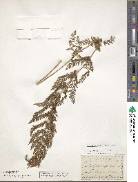 Athyrium alpestre image