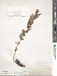 Athyrium alpestre image