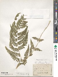 Athyrium alpestre image