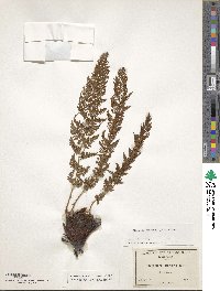 Athyrium alpestre image