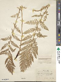 Image of Athyrium americanum