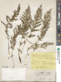 Athyrium americanum image