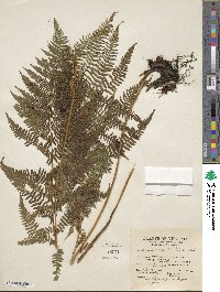 Athyrium asplenioides var. angustum image