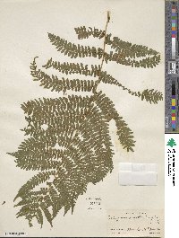 Athyrium asplenioides var. angustum image