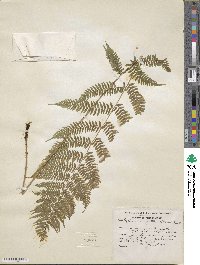 Athyrium asplenioides image