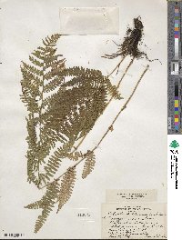 Athyrium asplenioides var. angustum image