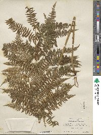 Athyrium asplenioides var. angustum image