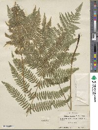 Athyrium asplenioides var. angustum image