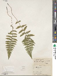 Athyrium asplenioides var. angustum image