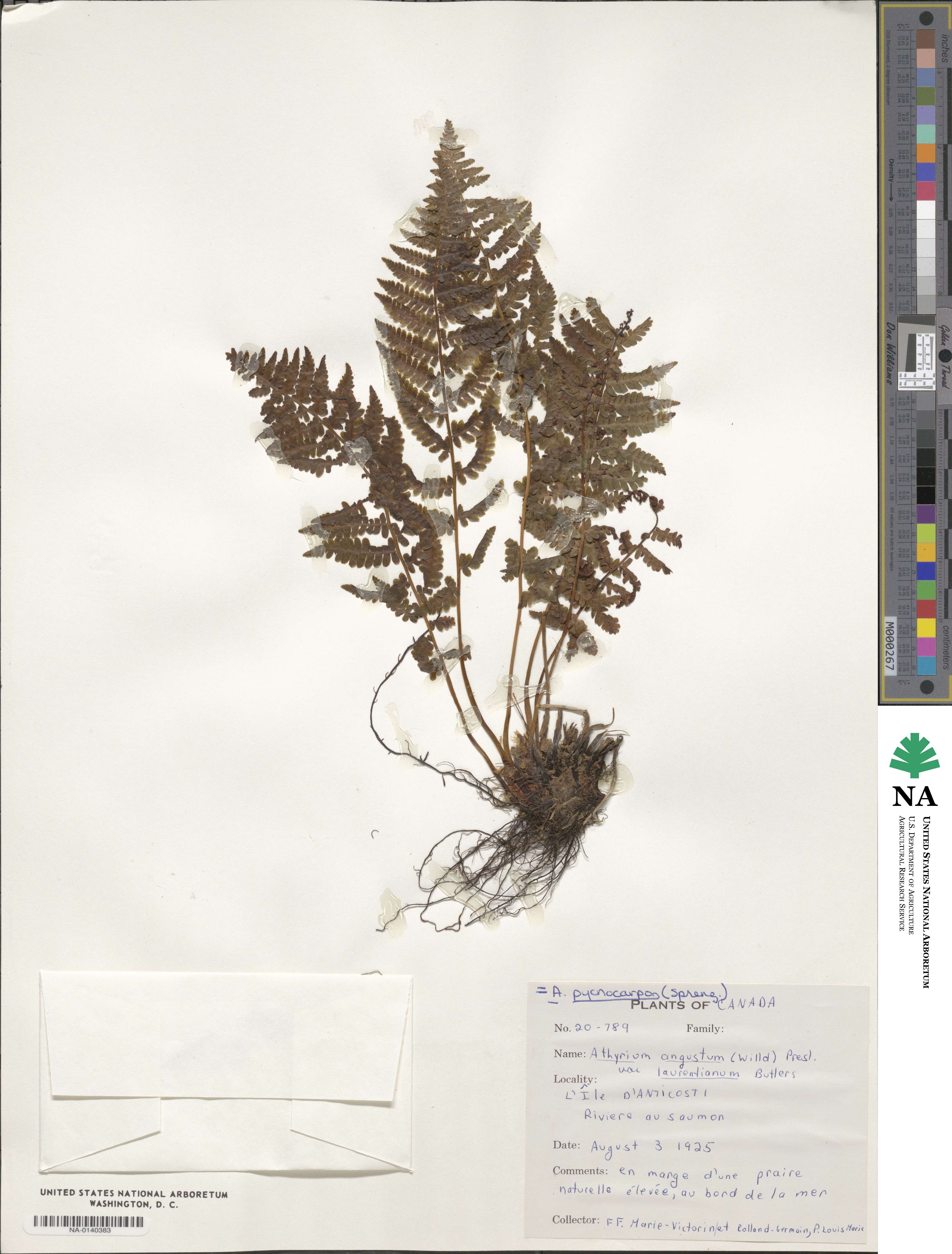 Athyrium asplenioides var. angustum image