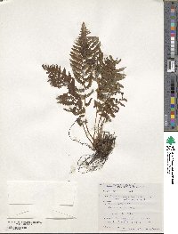 Athyrium asplenioides image