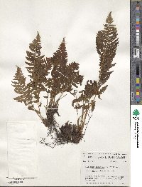 Athyrium asplenioides var. angustum image