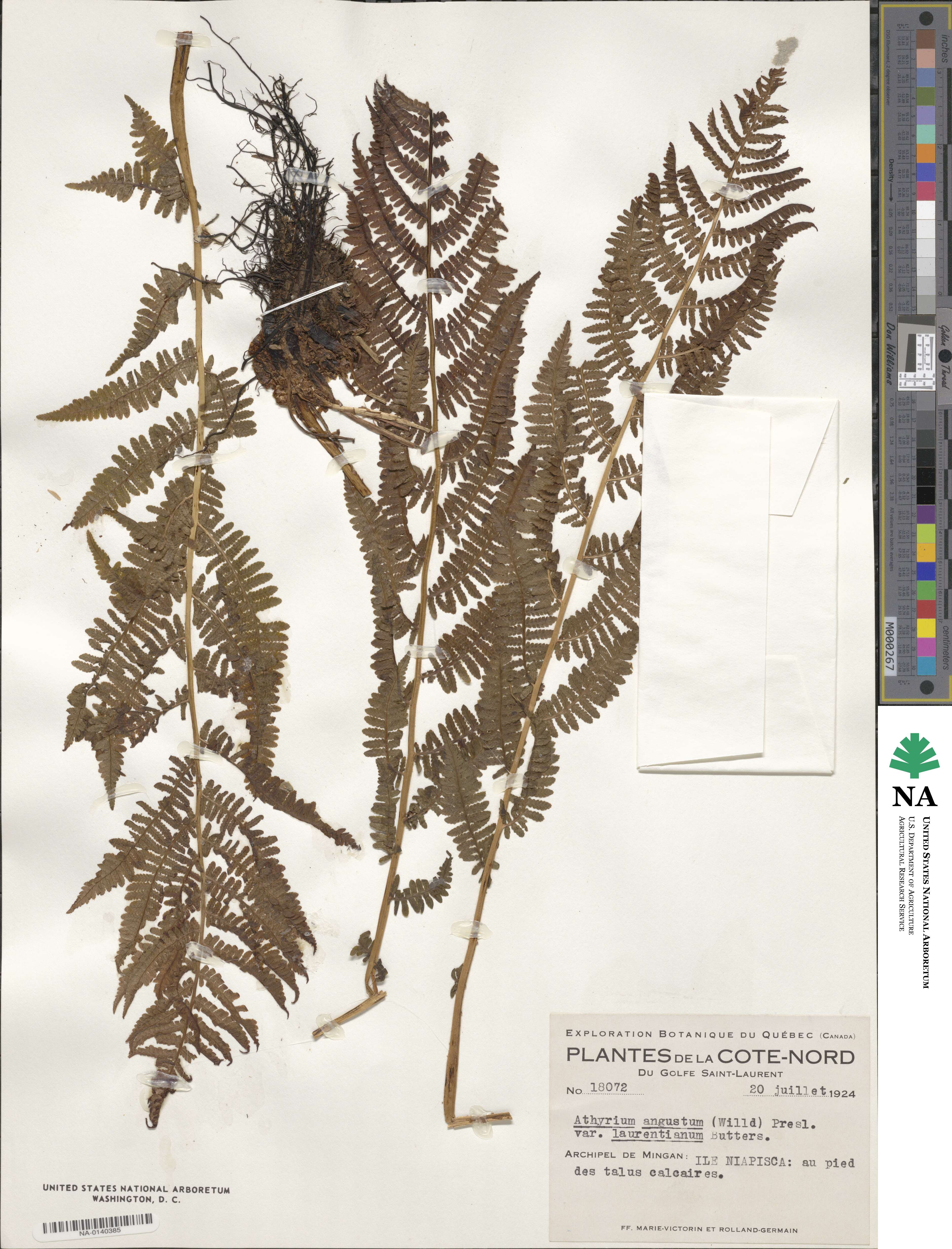 Athyrium asplenioides image