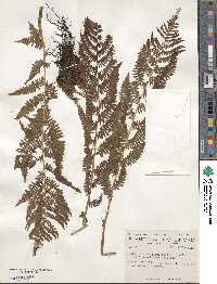 Athyrium asplenioides var. angustum image