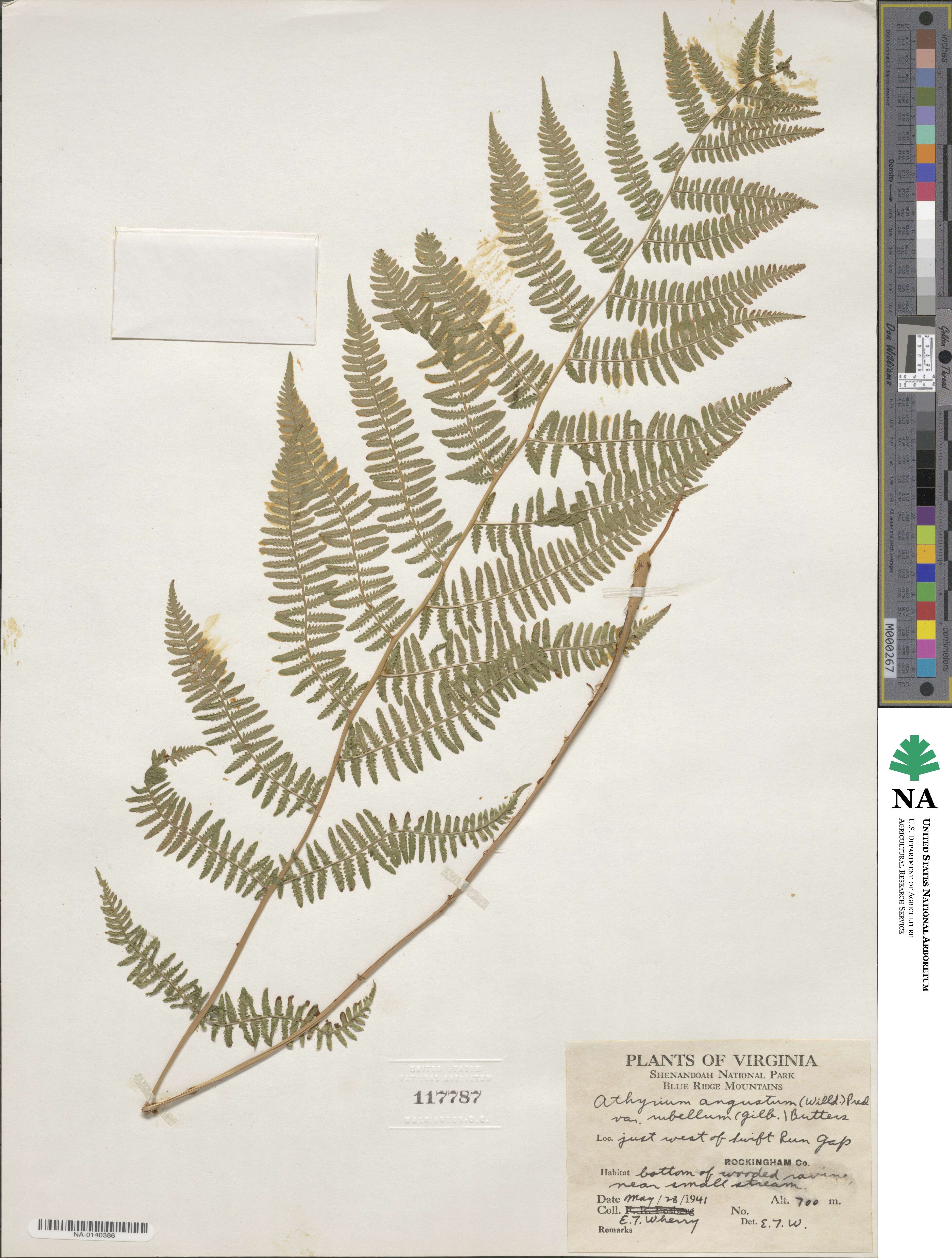 Athyrium asplenioides var. angustum image