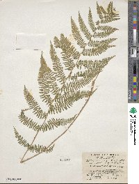 Athyrium asplenioides image