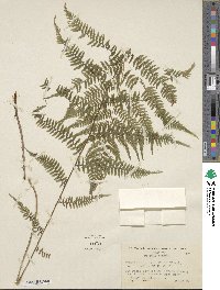 Athyrium asplenioides image