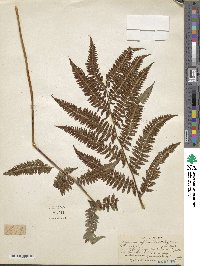 Athyrium asplenioides image