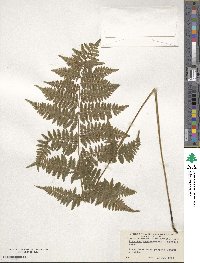 Athyrium asplenioides image