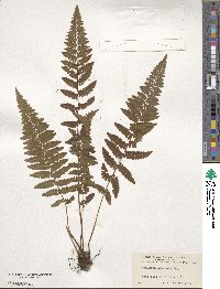 Athyrium asplenioides image